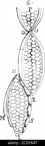 . Lettre de M. Anthony Van Leeuwenhoek, F. R. S. concernant les écorces d'arbres . Banque D'Images