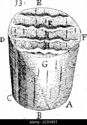 . Lettre de M. Anthony Van Leeuwenhoek, F. R. S. concernant les écorces d'arbres . Banque D'Images