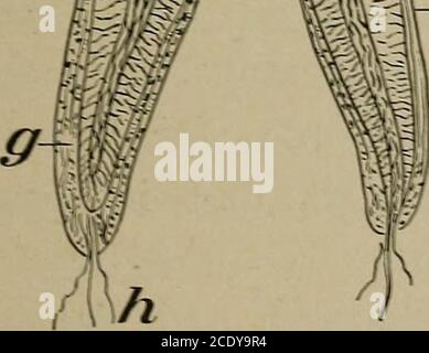 . Le corps humain et la santé : un livre de texte élémentaire d'anatomie essentielle, de physiologie appliquée et d'hygiène pratique pour les écoles . -r5i;;-:;:A. .^.. Figure 50. — Section à travers la dent, a, erowu; b, cou; c,fang; d. pulpe de sang vessélsand nerfs; e, dentine; /,émail; g, ciment; h, nerf. Banque D'Images