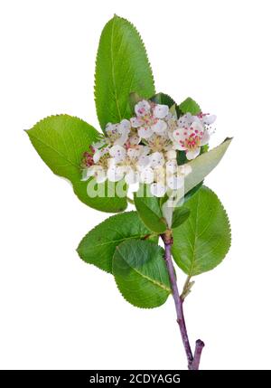 Printemps mai branche de fleurs oiseau sauvage Cherry arbre avec petites fleurs blanches isolées verticalement Banque D'Images