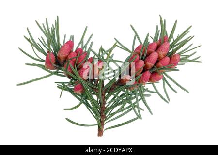 Rouge avril florissant cônes de pin sur les branches avec aiguilles pointues Banque D'Images