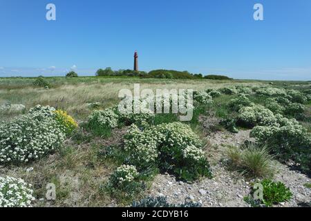 Plage fleurie sur Fehmarn Banque D'Images