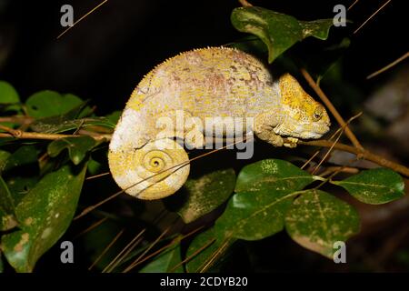 Un caméléon sur une branche avec des feuilles vertes Banque D'Images