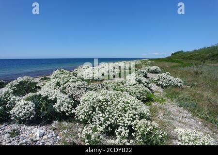 Plage fleurie sur Fehmarn Banque D'Images