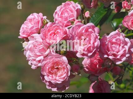 Macro de roses isolées Banque D'Images