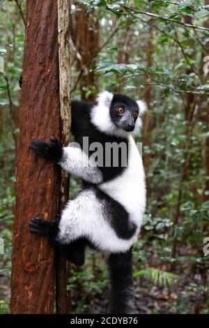 Un lémurien noir et blanc se trouve sur la branche de un arbre Banque D'Images