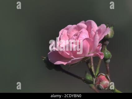 Macro de roses isolées Banque D'Images