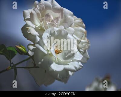 Macro de roses blanches isolées Banque D'Images