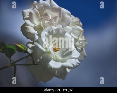 Macro de roses blanches isolées Banque D'Images