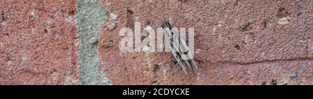 Single Cricket Macro on Red Brick Wall Banner panoramique Banque D'Images