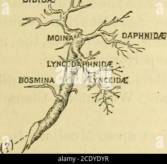 . Un rapport final sur la Crustacea du Minnesota, inclus dans les ordres Cladocera et Copepoda, ainsi qu'un synopsis des espèces décrites en Amérique du Nord, et les clés des espèces connues des genres les plus importants. TomerousCladocera sont exprimés dans le tableau ci-joint. Ce tableau doit être considéré comme une projection d'une partie d'un arbre généalogique, vu d'en dessous, dans laquelle le genre Moina forme le point fixe choisi par l'arbitrage. La ligne pointillée lourde est imaginée comme orientée vers le bas verticalement. Cette branche s'élève vers le sommet du GÉOLOGUE D'ÉTAT. 15 page est de plus en plus obliquement vers le haut Banque D'Images
