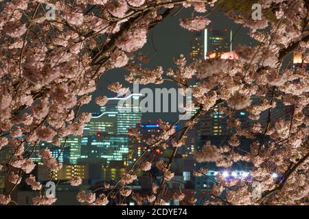 Minato Mirai enveloppé dans Sakura Banque D'Images