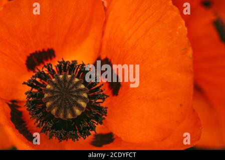 Magnifique fleur de pavot très vive. Gros plan sur les détails. Banque D'Images