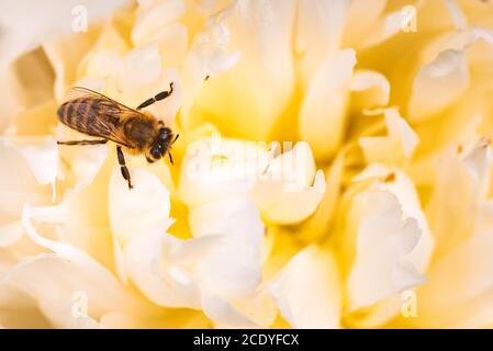 Abeille sur fleur de pivoine blanc vif, gros plan de l'abeille au travail de polissant la fleur Banque D'Images
