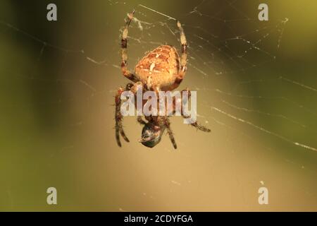 Araignée croisée Orb-tisserand sur le Web enveloppant sa proie, Angleterre, Royaume-Uni Banque D'Images