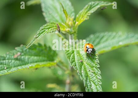 Coccinelle simple rouge et noire sur l'ortie marco Low vue de niveau Banque D'Images