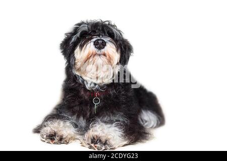 Petit chien schnauzer couché sur blanc Banque D'Images