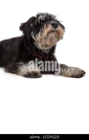 Petit chien schnauzer couché sur blanc Banque D'Images