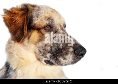 museau de grand chien blanc, noir et brun Banque D'Images