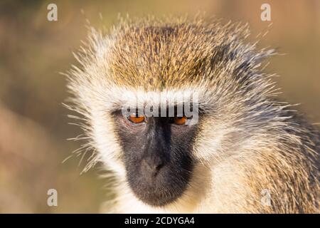 Le portrait d'un singe dans la savane du Kenya Banque D'Images