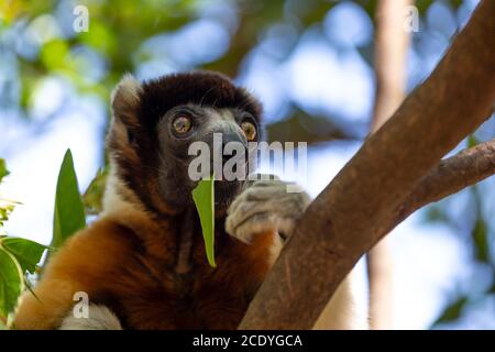 Un citron Sifaka qui s'est rendu confortable dans le cime Banque D'Images