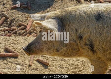 Turopolje Pig en Croatie, Europe Banque D'Images