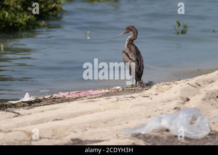 Socotra Cormorant sur la côte nord du Qatar. Le Cormorant de Socotra est une espèce menacée qui est endémique dans le golfe Persique Banque D'Images