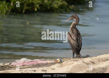 Socotra Cormorant sur la côte nord du Qatar. Le Cormorant de Socotra est une espèce menacée qui est endémique dans le golfe Persique Banque D'Images