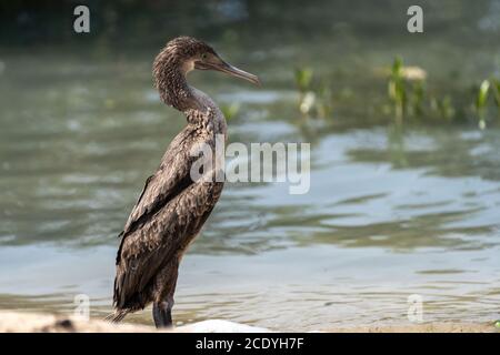 Socotra Cormorant sur la côte nord du Qatar. Le Cormorant de Socotra est une espèce menacée qui est endémique dans le golfe Persique Banque D'Images