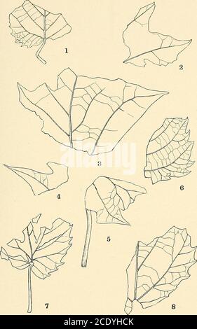 . Étude géologique du Maryland . PLAN. PLAQUE LXXIV. PAGE Figs. 1-8. Platanus aceeoides Gosppert 231 ÉTUDE GÉOLOGIQUE DU MARYLAND. PLIOCÈNE ET PLÉISTOCÈNE, PLAQUE LXXIV.. PLAN. PLAQUE LXXV. PAGE Platanus sp. ? HOLICK 232 MARYLAND, ÉTUDE GÉOLOGIQUE. PLIOCÈNE ET PLÉISTOCÈNE, PLAQUE LXXV. Banque D'Images