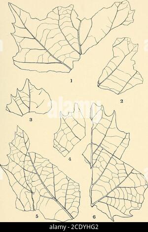 . Étude géologique du Maryland . PLAN. PLAQUE LXXIII. PAGE Figs. 1-6. Platanus aceeoides Gceppert 231 279 ÉTUDE GÉOLOGIQUE DU MARYLAND. PLIOCÈNE ET PLÉISTOCÈNE, PLAQUE LXXIII.. PLAN. PLAQUE LXXIV. PAGE Figs. 1-8. Platanus aceeoides Gosppert 231 ÉTUDE GÉOLOGIQUE DU MARYLAND. PLIOCÈNE ET PLÉISTOCÈNE, PLAQUE LXXIV. Banque D'Images