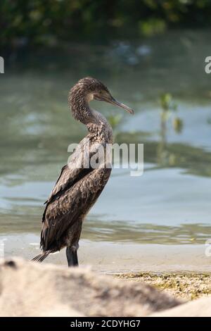 Socotra Cormorant sur la côte nord du Qatar. Le Cormorant de Socotra est une espèce menacée qui est endémique dans le golfe Persique Banque D'Images