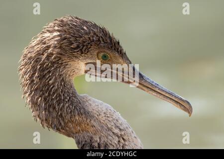 Socotra Cormorant sur la côte nord du Qatar. Le Cormorant de Socotra est une espèce menacée qui est endémique dans le golfe Persique Banque D'Images