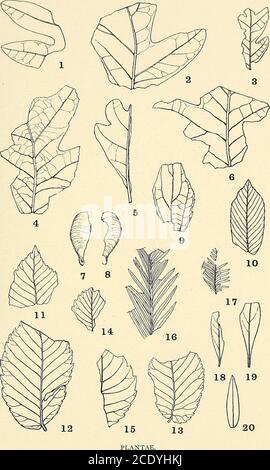 . Étude géologique du Maryland . PLAN. PLAQUE LXXI. PAGE Figs. 1-6. Quekcus pseudo-alba Holick 227 Figs. 7, 8. Acer sp. ? Hollick 234 Fig. 9. Celtis pseudo-crassifolia Holick 230 Fig. 10. Carpinus pseudo-caroliniana Hollick 225 Figs. 11-13. Ulmus pseudo-racemosa Holick 228 Figs. 14, 15. Planera ungeri ETTS 229 Figs. 16, 17. Sequoia angustifolia Lesq 219 Figs. 18, 19. Bumelia pseudo-lanuginosa Holick 236 Fig. 20. Cassia sp. ? HOLICK 233 277 MARYLAND, ÉTUDE GÉOLOGIQUE. PLIOCÈNE ET PLÉISTOCÈNE, PLAQUE LXXI. PLAQUE LXXII. PAGE Figs. 1, 16, 17. Hicoria pseudo-glabra Holick 221 Fig. Prunus Banque D'Images