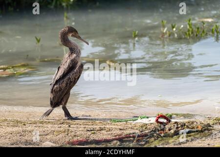 Socotra Cormorant sur la côte nord du Qatar. Le Cormorant de Socotra est une espèce menacée qui est endémique dans le golfe Persique Banque D'Images