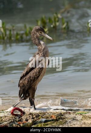 Socotra Cormorant sur la côte nord du Qatar. Le Cormorant de Socotra est une espèce menacée qui est endémique dans le golfe Persique Banque D'Images