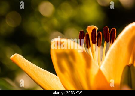 Fleur de nénuphars jaune Lilium candidum avec bourgeons dans la nature. Contexte dans la nature. Gros plan détaillé au soleil. Banque D'Images