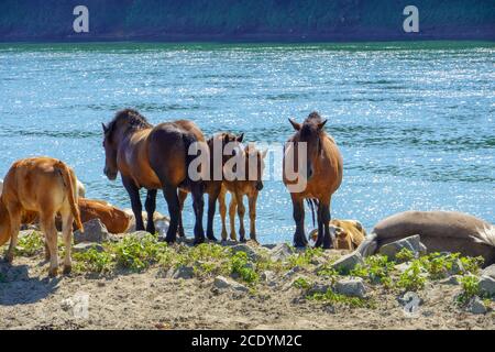 Les chevaux bruns se reposent au bord de la rivière Sava Banque D'Images