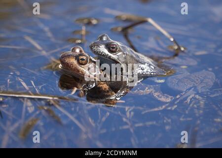 Grenouille d'eau Pelophylax et Bufo Bufo dans le lac de montagne avec belle réflexion des yeux accouplement de printemps Banque D'Images