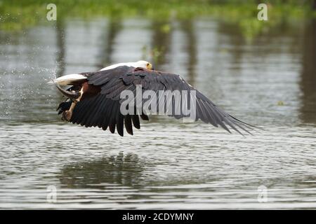 Poissons africains mer aigle pêche lac chasse Haliaeetus chvocafer Banque D'Images