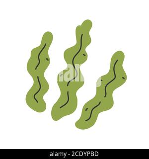 Kelp isolé, icône de feuilles d'algues, illustration vectorielle dessinée à la main, ingrédient alimentaire sain Illustration de Vecteur