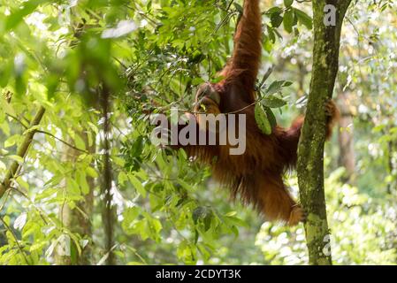 Orangutan dans la jungle du parc national de Gunung Leuser Sur Sumatra Banque D'Images