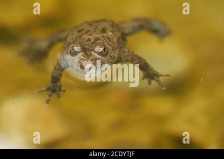 Toad jaune ventre Bombina Variegata Portrait yeux d'or avec coeur noir Banque D'Images