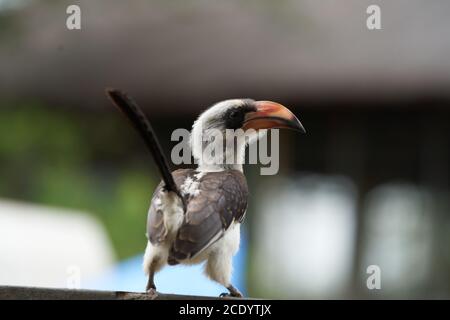 Hornbill à bec rouge du Nord Tockus Erythrorhynchus Portrait Afrique Banque D'Images