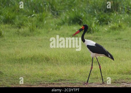 Ephippiorhynchus senegalensis Ciconiidae Banque D'Images