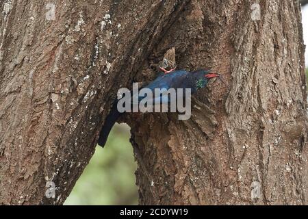 Cercophère en bois vert Phoeniculus pureus près de la passerine tropicale Phéniculidae Kenya Amboseli avec lézard de capture Banque D'Images