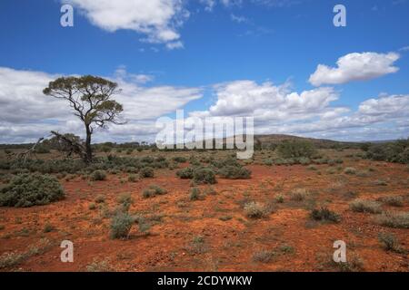 Australie méridionale – désert de l'Outback avec des gommages et un arbre sous ciel nuageux comme panorama Banque D'Images