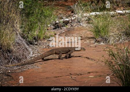 Poncer la goanna au sol rocheux de l'Australie occidentale Banque D'Images