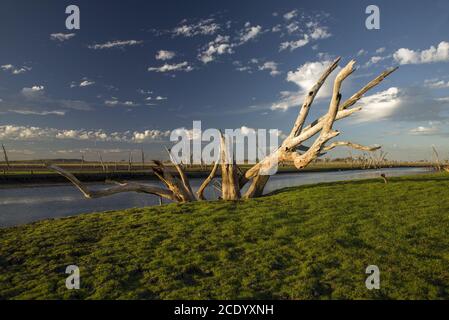 Arbre mort au marais du lac Argyle au coucher du soleil Avec un ciel bleu comme arrière-plan dans l'Outback australien – papier peint Banque D'Images