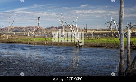 Arbres morts dans le marais du lac Argyle au coucher du soleil Avec un ciel bleu comme arrière-plan dans l'Outback australien – papier peint Banque D'Images